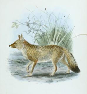 Brazilian fighting fox