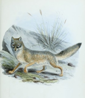 kit fox
