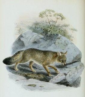 steppe fox