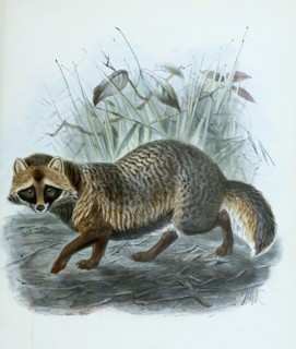 raccoon dog