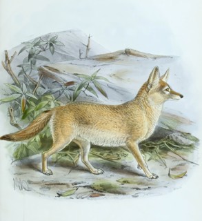the pale fox