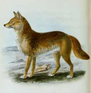 dingo