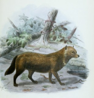 the bush dog