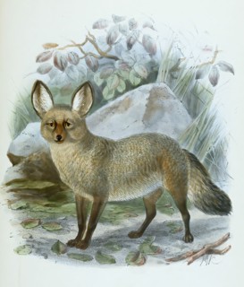bat-eared fox
