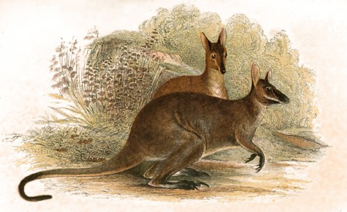 Red-necked wallaby