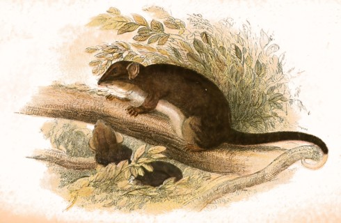 Tasmanian ring-tailed phalanger