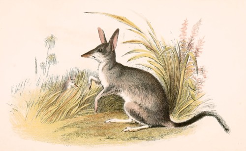 Big bandicoots