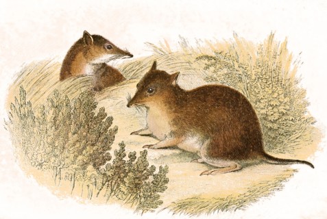 Isoodon obesulus / short-nosed bandicoot
