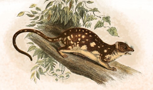 Giant quoll or spotted quoll
