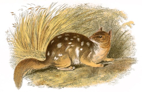 Pine Squirrel Bandicoot