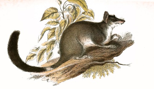 Double-crested marsupial or kowari
