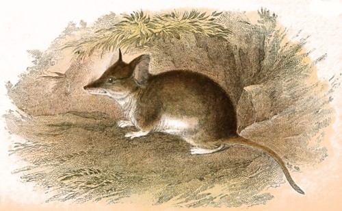 Cape hamster rat
