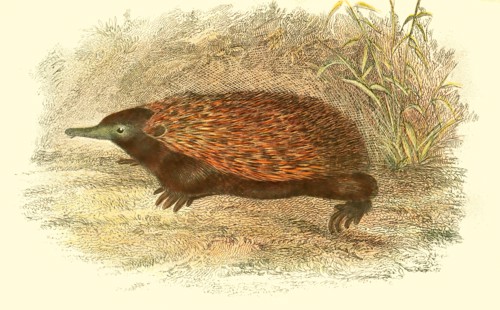 short-beaked echidna