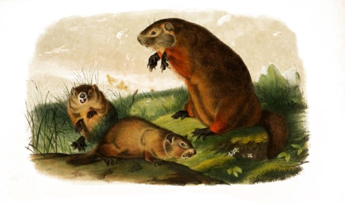 woodchuck