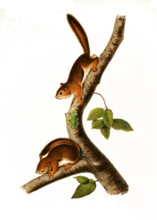 Columbia ground squirrel