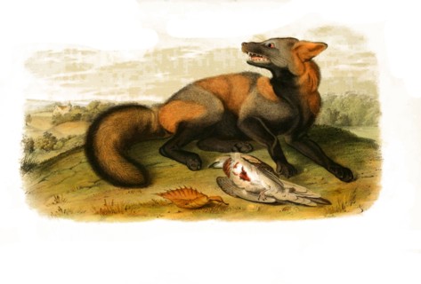 red fox