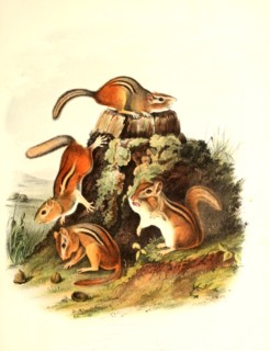 Striped Chipmunk