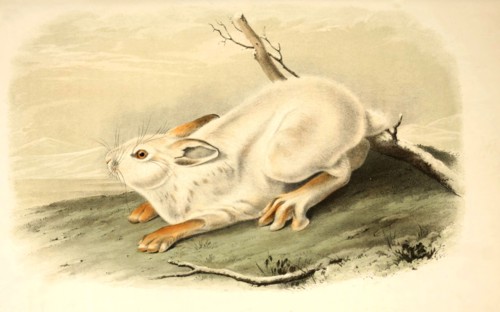 Arctic Hare