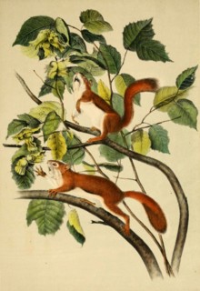 Eurasian squirrel