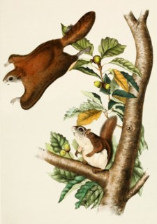 Northern flying squirrels