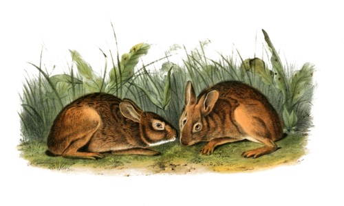 marsh rabbit