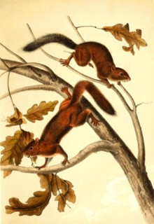 Soft-haired squirrel
