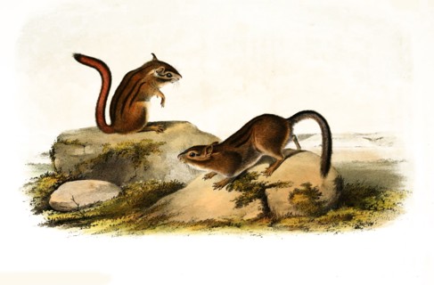 ground squirrel