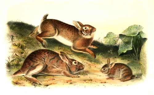gray hare