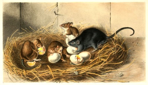 house rat