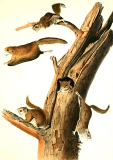 Giant flying squirrel Petaurista leucogenys