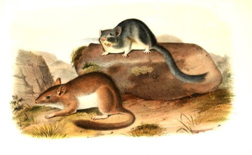 bush tail rat