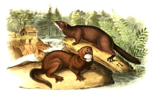 American mink or mink