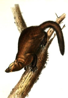 fishing marten