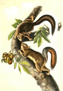 rabbit squirrel