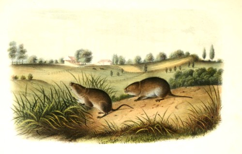 California vole