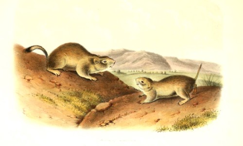 European ground squirrel
