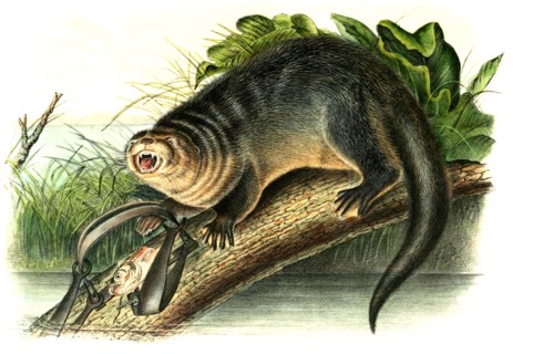 North American River Otter