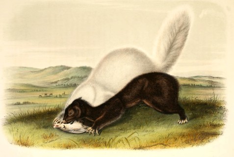 Texan Skunk