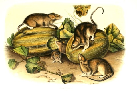 brown rat