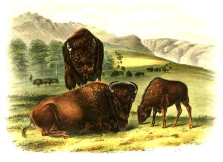 American bison