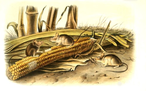 harvest mouse