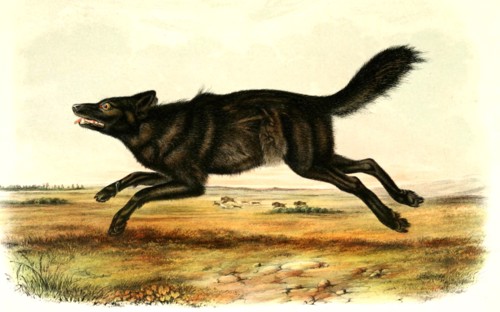 Black Wolf