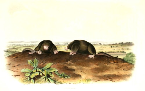 Star mole or star-nosed mole