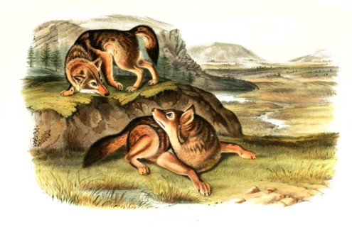coyote