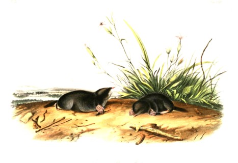 True mole rat