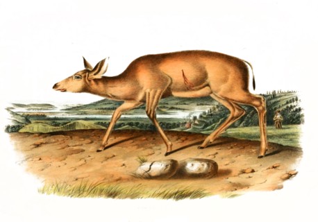 Black Tailed Deer