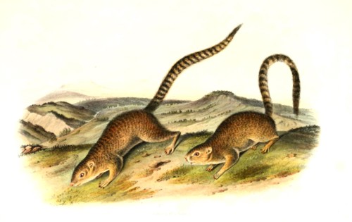 ring-tailed ground squirrel
