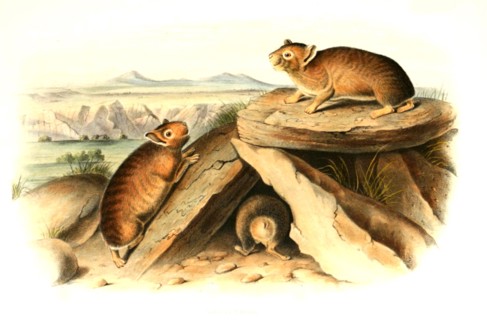 American pika
