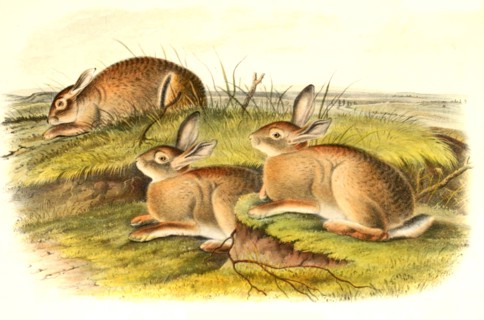 wormwood rabbit
