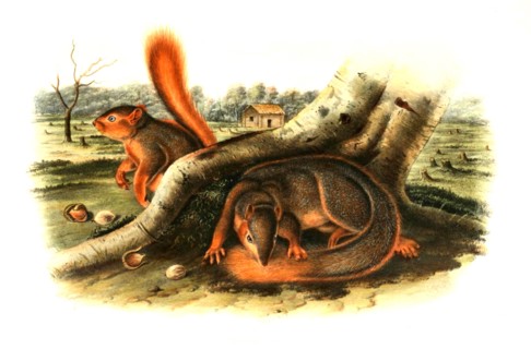Squirrel